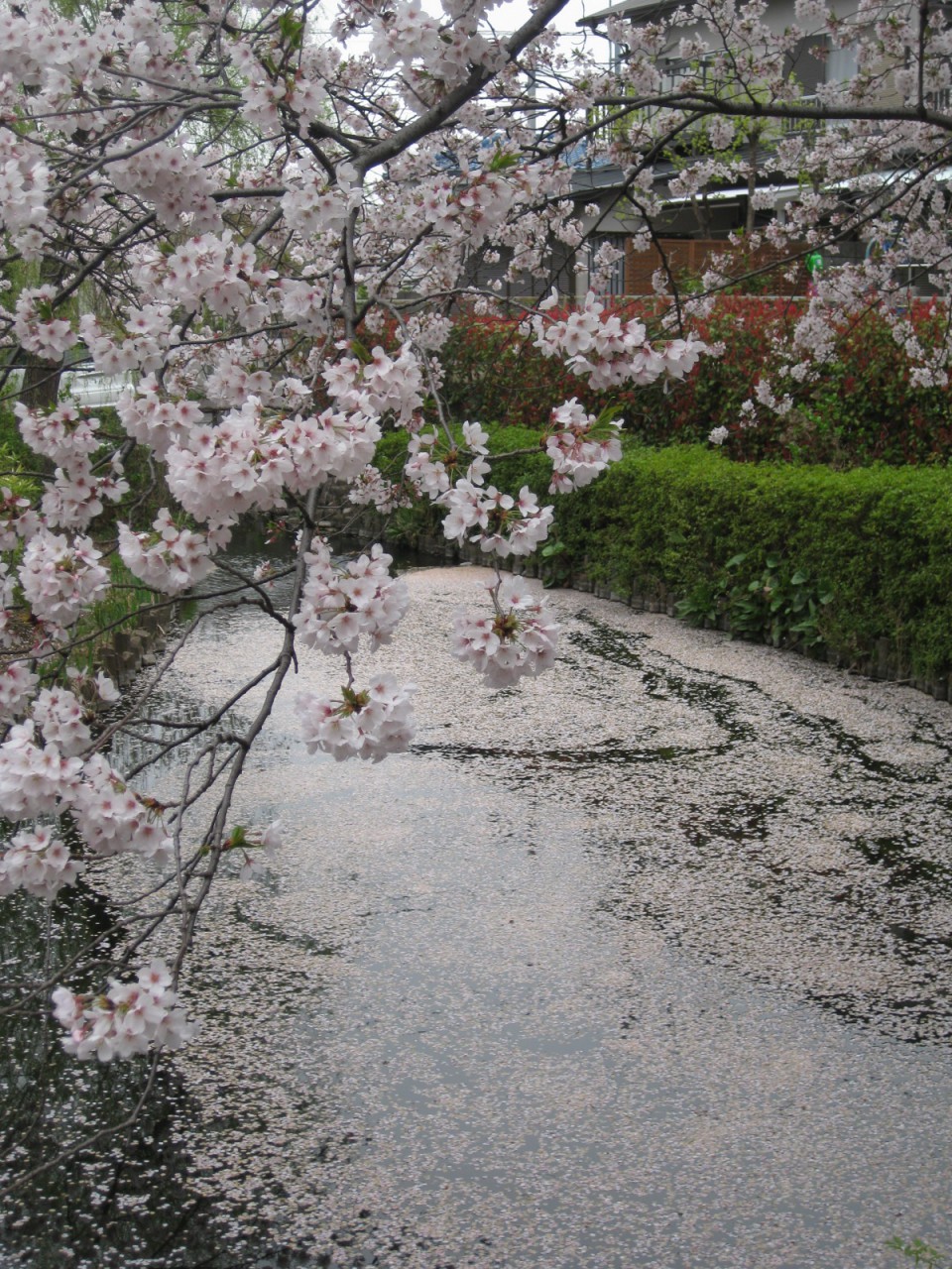 水面に浮かんでいる桜の花びらがとても鮮やかです